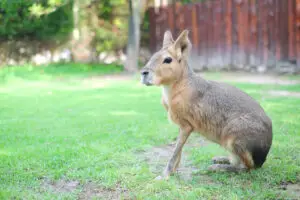 Mara Tierpatenschaft